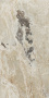 Керамогранит  ONYX&MORE GOLDEN BLEND SATIN 6MM R 120x240