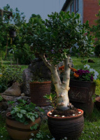 Ландшафтный спот Eglo SPINETOLI 2 900117