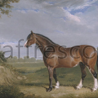Картина: John Frederick Herring, A Clydesdale Stallion