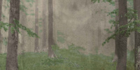 Керамическая плитка W&S D CP4 WOODS B  120X240